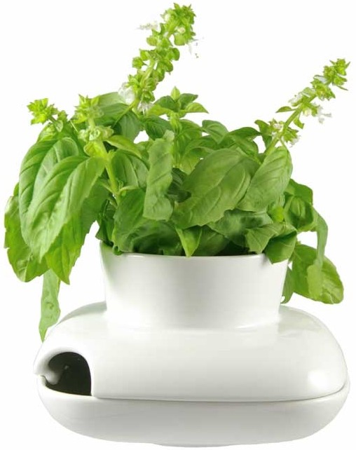 Fresh Herb Pot