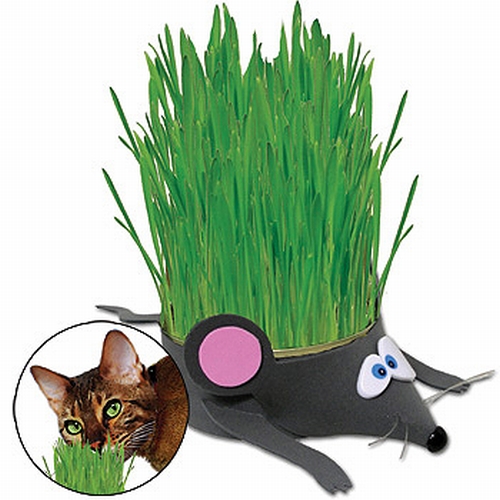 Kitty Grass