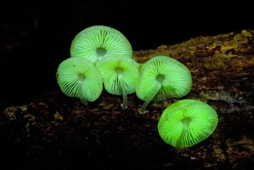 Glow in the Dark mushroom Growing Log Habitat Kit 