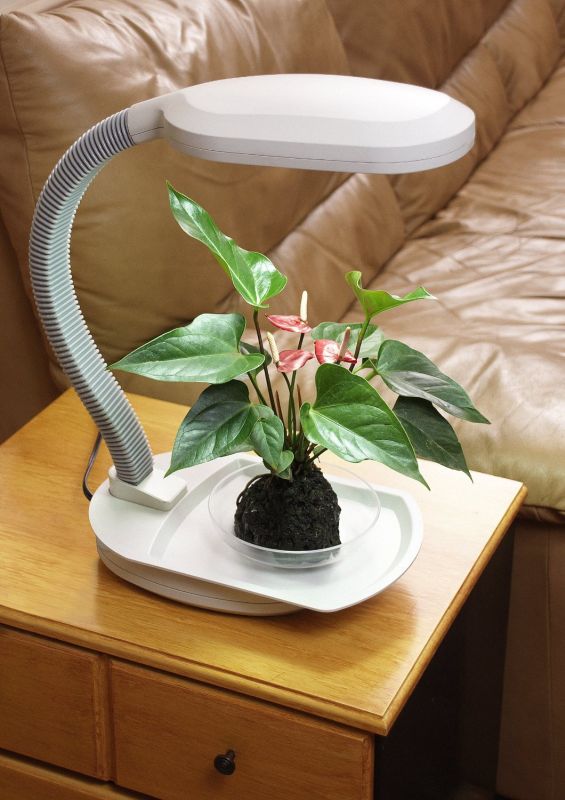 Desk Top Plant Light with Built-In Tray