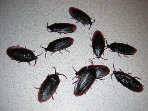 12- Fake Roaches Prank Novelty Cockroach Bugs Look Real