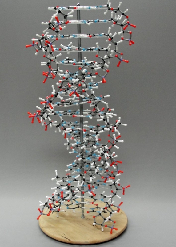 DNA 17 Base Pair Atomic Molecular Model Kit