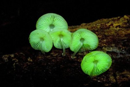 Glow in the Dark mushroom Growing