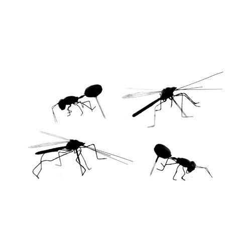 Insect Pushpins