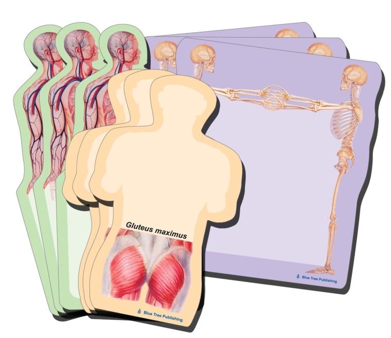 Anatomy Body Sticky Notes Collection