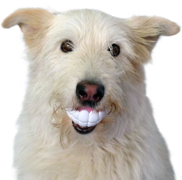 Funny Teeth-Shaped Ball for Playing Fetch with Your Dog or Puppy