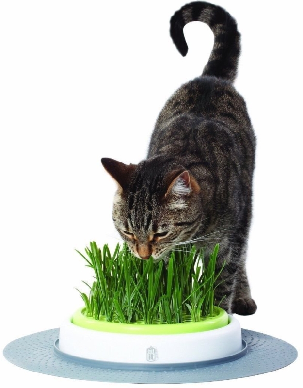 Grass Garden Kit Cat