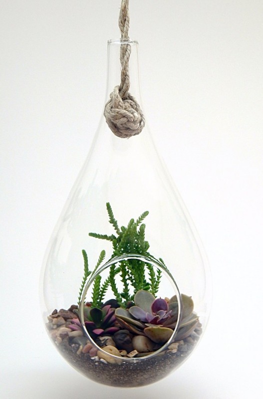 Succulent Teardrop Terrarium Kit