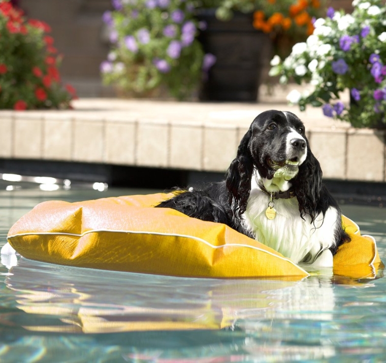 Poochie Pool & Deck Lounger