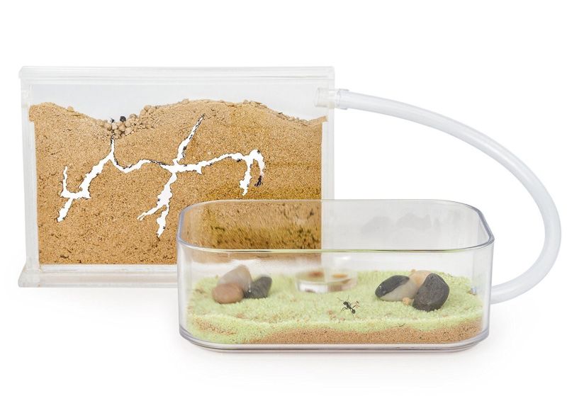 sand-ant-farm-basic-anthill-formicarium-educational-ants