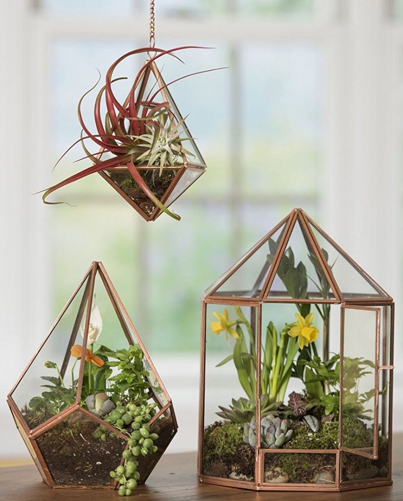 Tabletop Terrarium