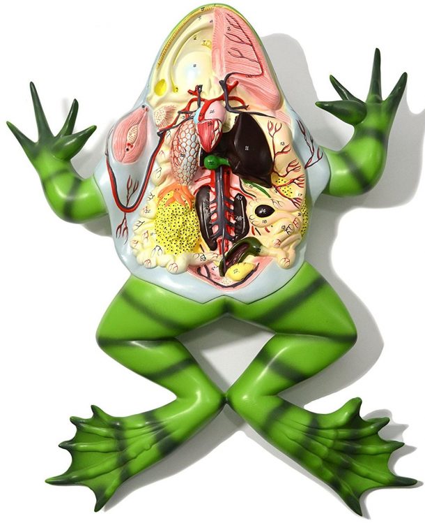 computer frog dissection