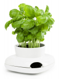 Herbs/Spices Herb Pot Single