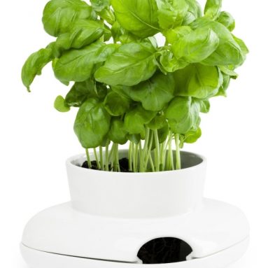 Herbs/Spices Herb Pot Single