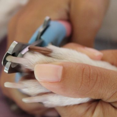 Dog Nail Clippers