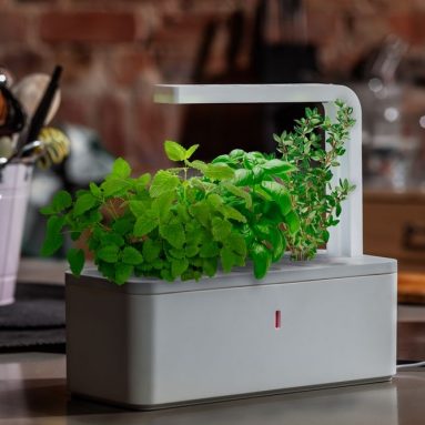 This garden lets everyone grow fresh herbs at home