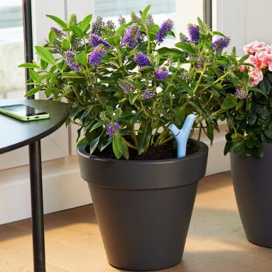 Parrot Flower Power Wireless Plant Monitor