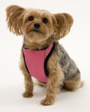 Warming/Cooling Dog Harness, Adjustable Neck