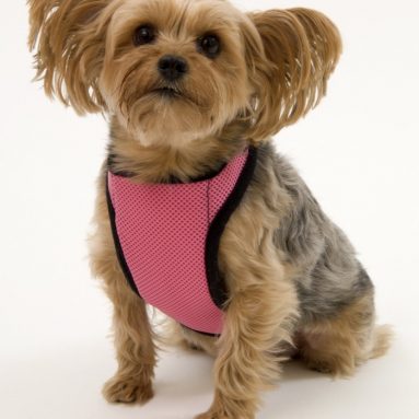 Warming/Cooling Dog Harness, Adjustable Neck