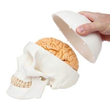 3-Part Human Skull Model with Removable 8-Part Brain