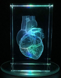 3D Human Heart Anatomical Model Paperweight