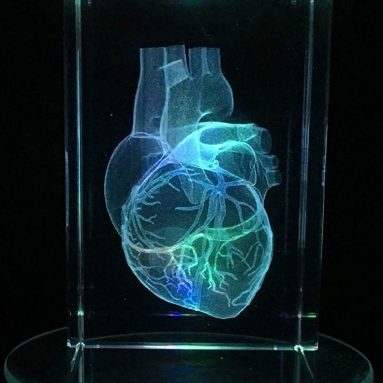 3D Human Heart Anatomical Model Paperweight