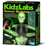 4M Kidz Labs Human Skeleton Play Set