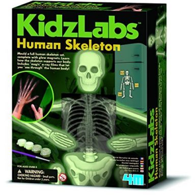 4M Kidz Labs Human Skeleton Play Set