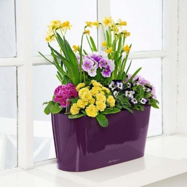 Self-Watering Planter for Windowsills/Small Spaces