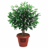 Ficus Tree Air Purifier