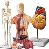 Sciences Human Heart