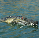 Airstone Floating Alligator Marker