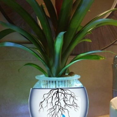 All In One CPS Aquaponic for Plants and Fish