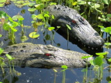 Alligator Head Decoy Kit with Reflective Eyes