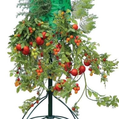 Topsy Turvy Tomato Tree