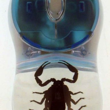 Computer Mouse With Real Scorpion