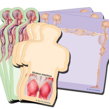 Anatomy Body Sticky Notes Collection