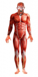 Anatomy Man Costume