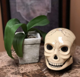 Ancient Skull Diffuser