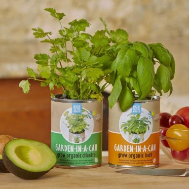 Back to the Roots Garden-in-a-Can, Grow Organic Basil
