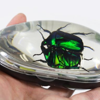 Beetle Computer Mouse