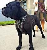 Bestia “Gladiator” genuine leather dog harness