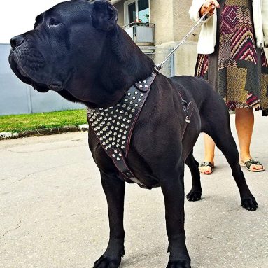 Bestia “Gladiator” genuine leather dog harness