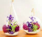 Bliss Gardens Air Plant Terrarium Combo Kit