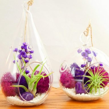 Bliss Gardens Air Plant Terrarium Combo Kit