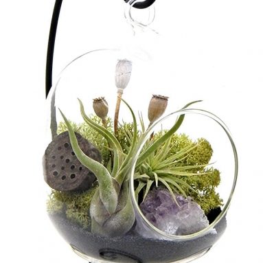 Bliss Gardens Air Plant Terrarium Kit with Amethyst