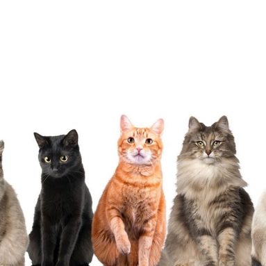 Cat House Window/Door Decal Clings