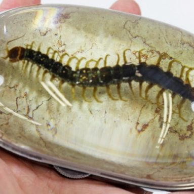 Centipede Computer Mouse