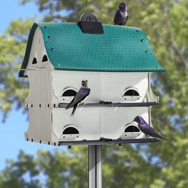 The Purple Martin Migration House