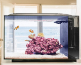 The Simple Set Up Saltwater Aquarium